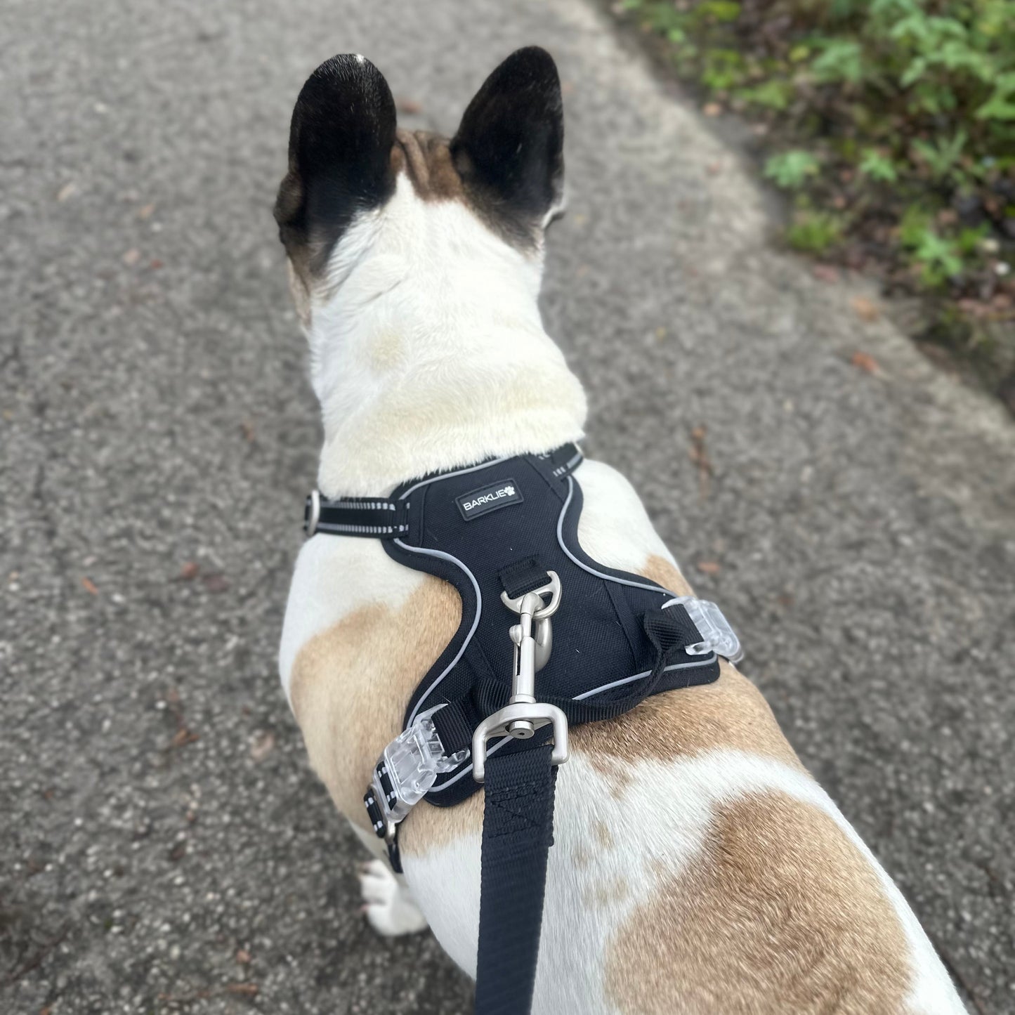 Black Edition Harness