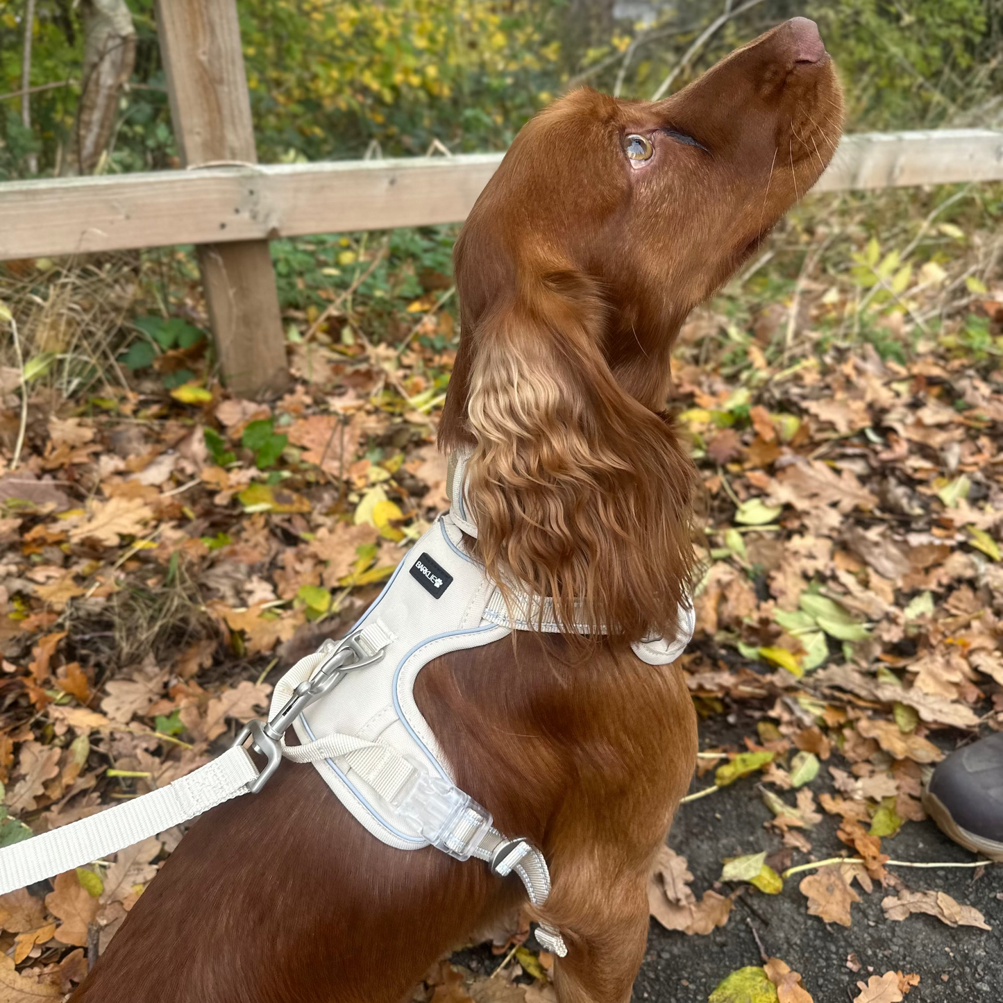 Puppachino Harness