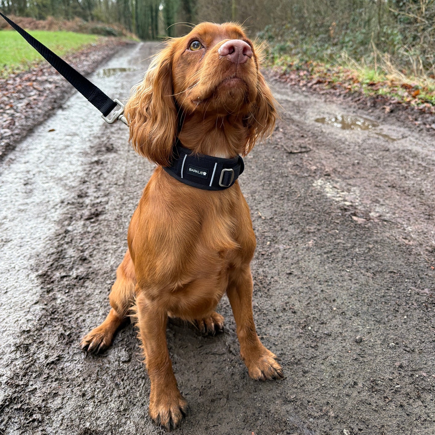 Black Edition Collar