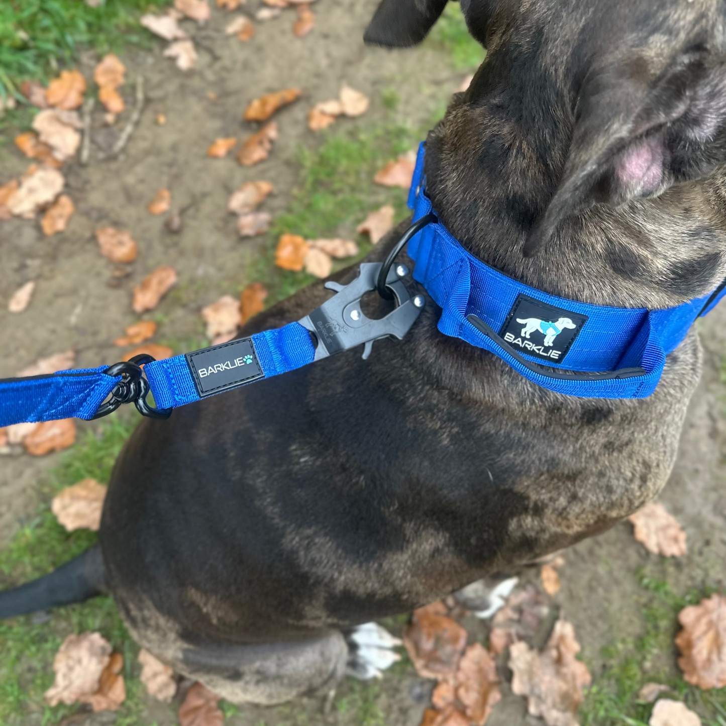 Royal Blue TuffWear Lead