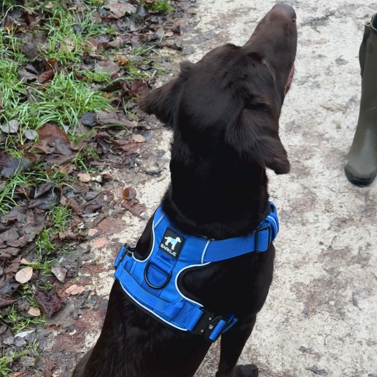 Royal Blue TuffWear Harness