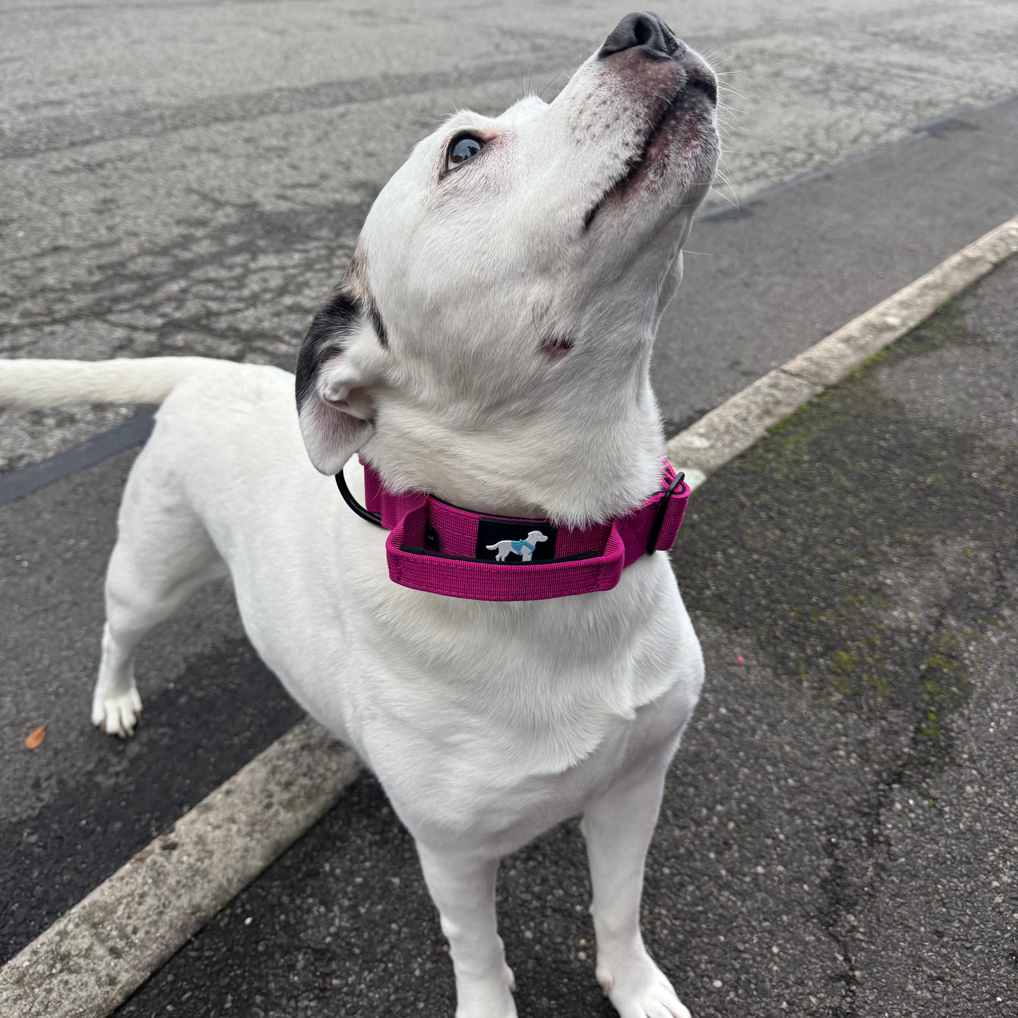 Fuchsia Pink TuffWear Collar
