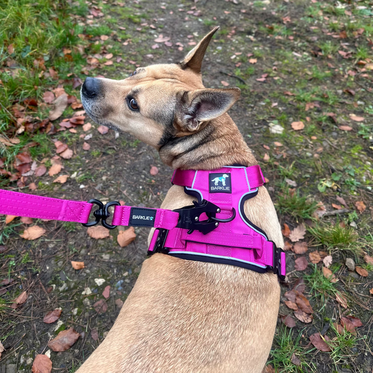 Fuchsia TuffWear Harness
