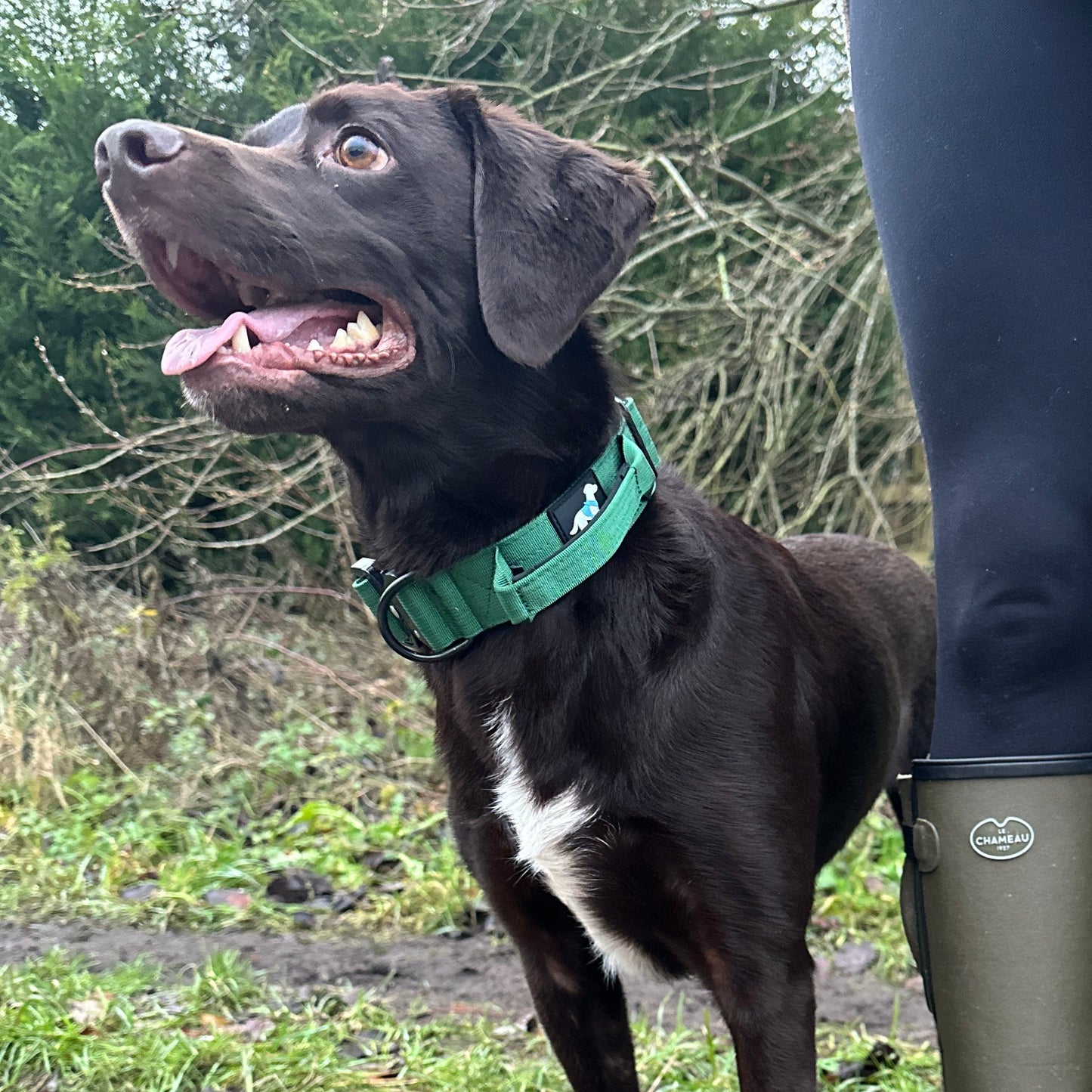 Khaki Green TuffWear Collar