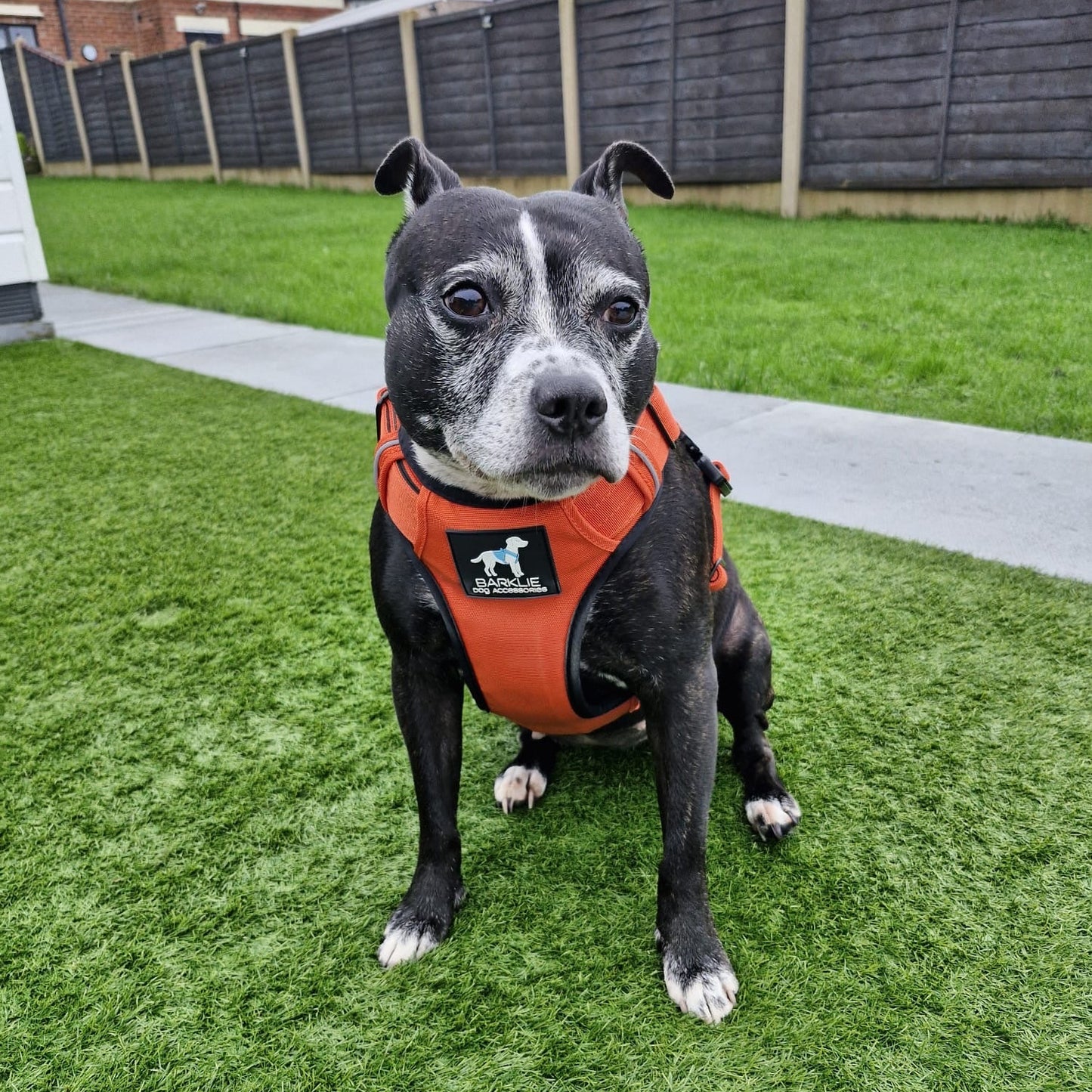 Burnt Orange TuffWear Harness