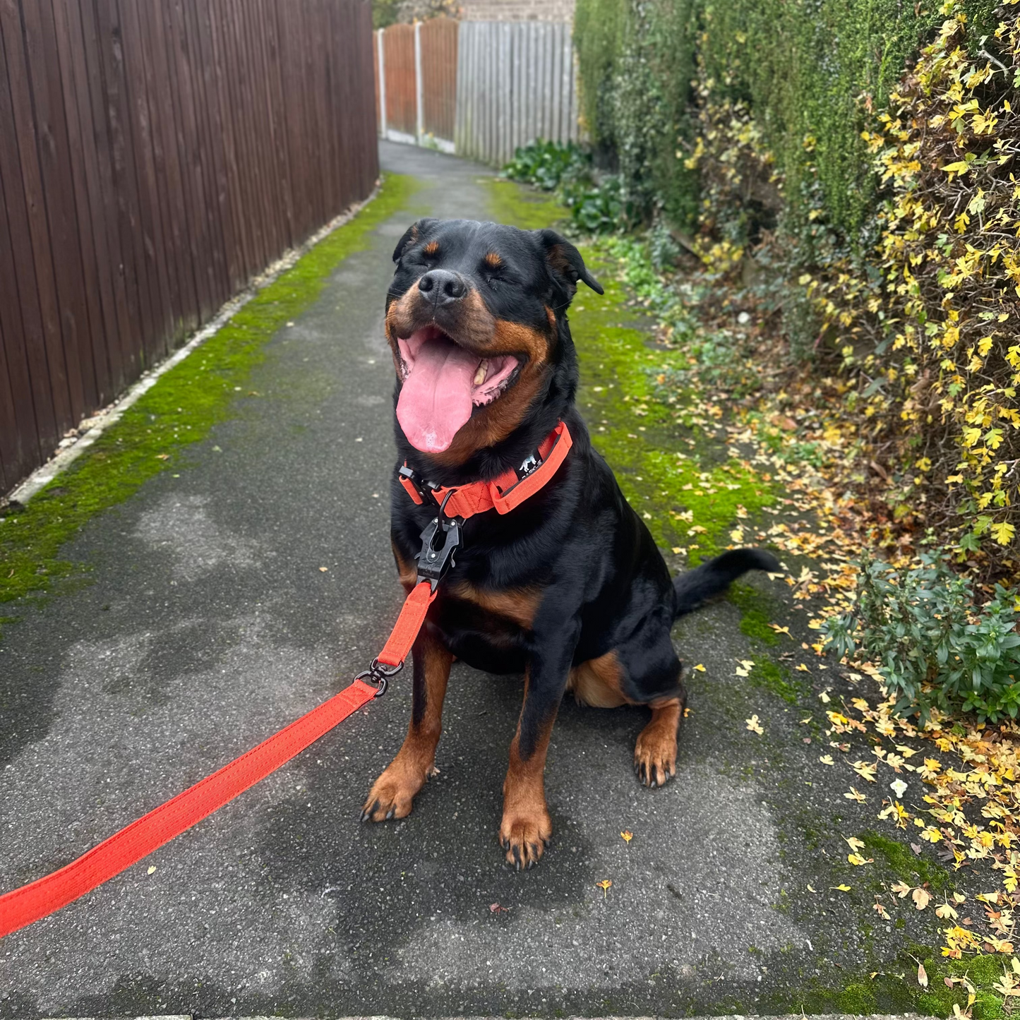 Burnt Orange TuffWear Lead