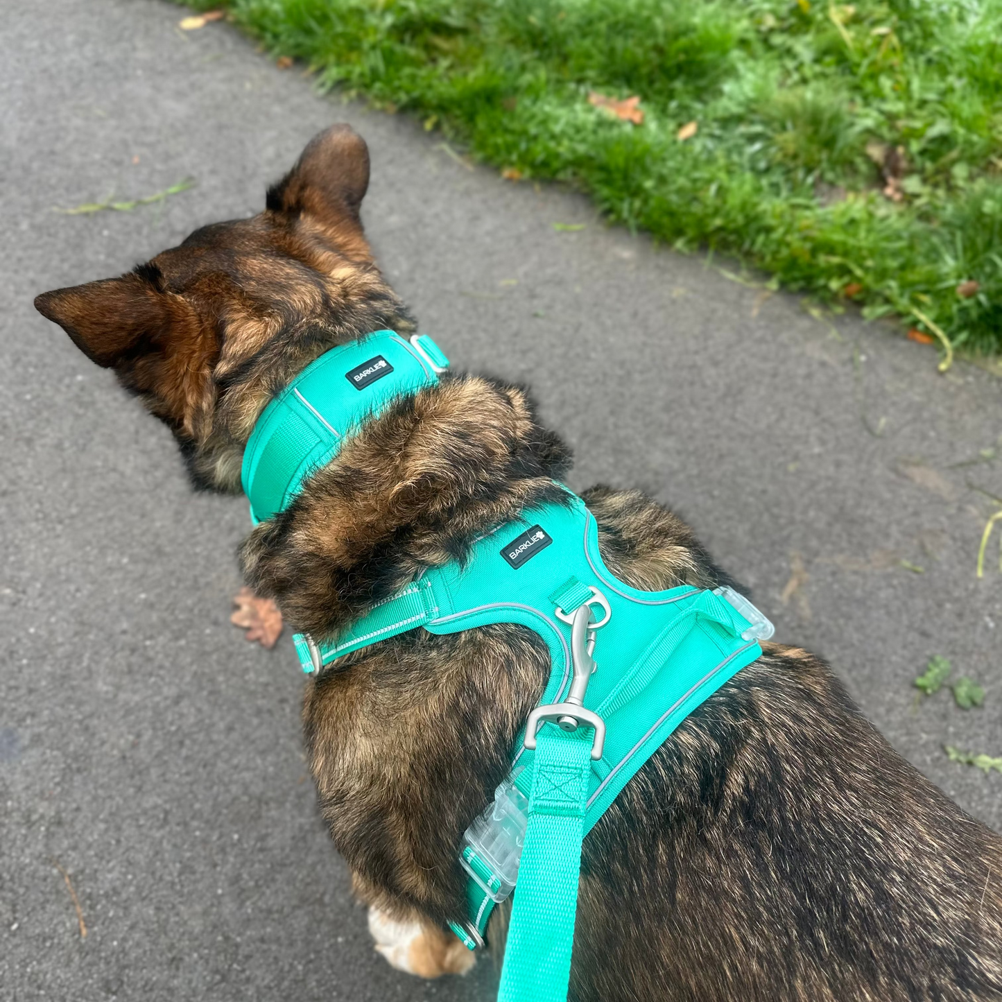 Pawpermint Collar