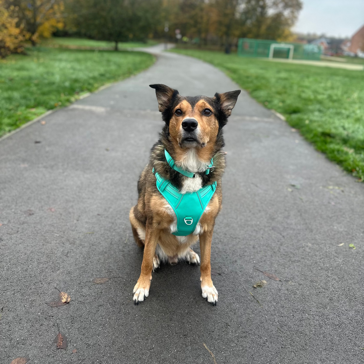 Pawpermint Harness