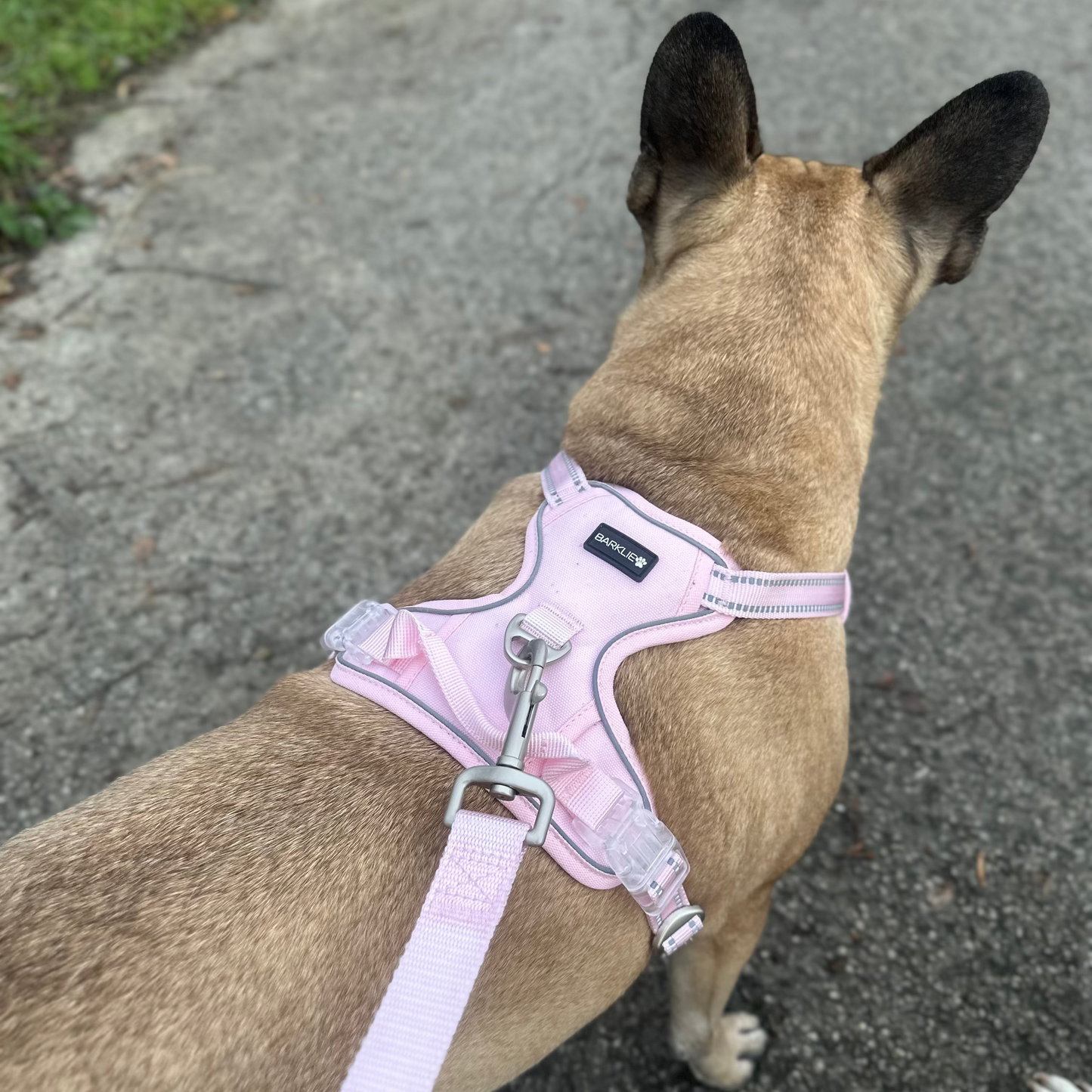 Pretty Pink Harness